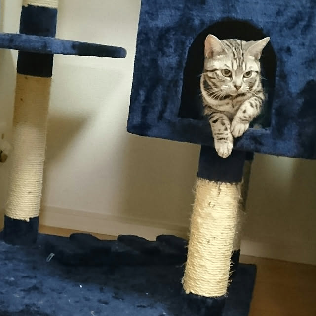 CatClipさんの実例写真