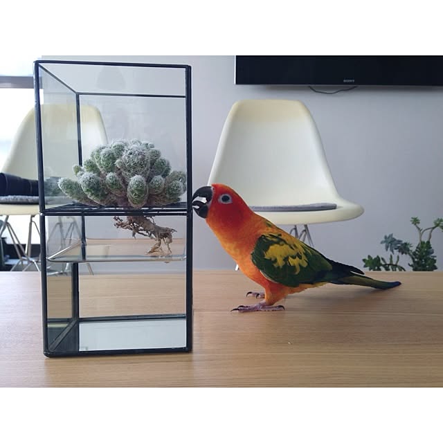 Atsushiさんの実例写真
