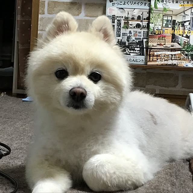 実例写真