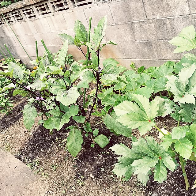 sayaendouさんの実例写真