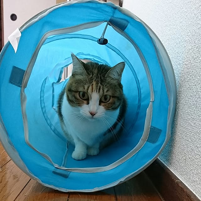 berariさんの実例写真
