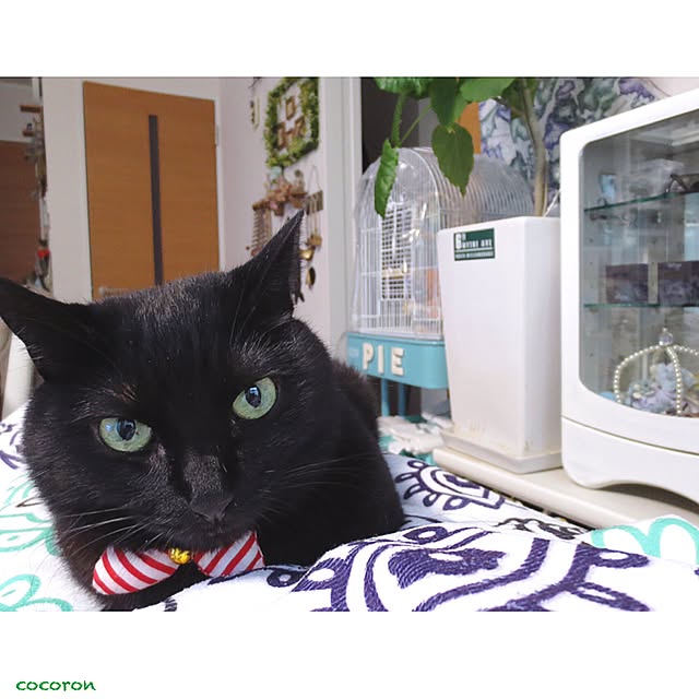 cocoronさんの実例写真