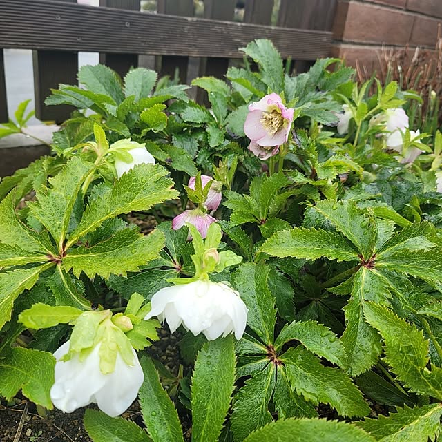 VIORAさんの実例写真