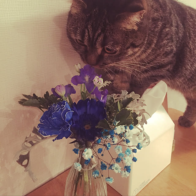 nocomomさんの実例写真