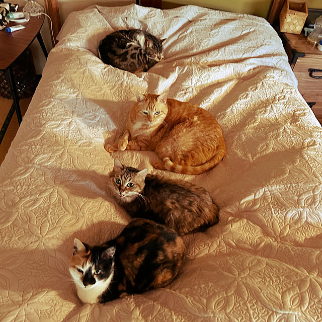 choroさんの実例写真