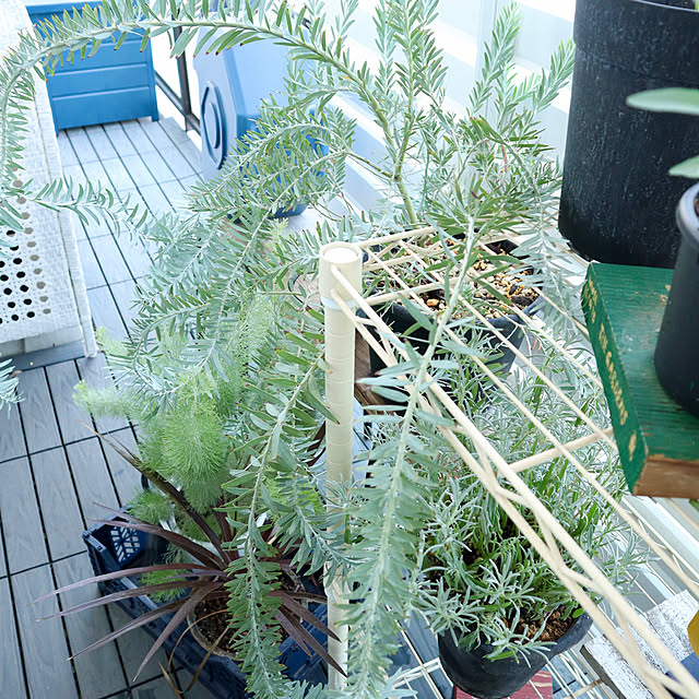 Hisayoさんの部屋