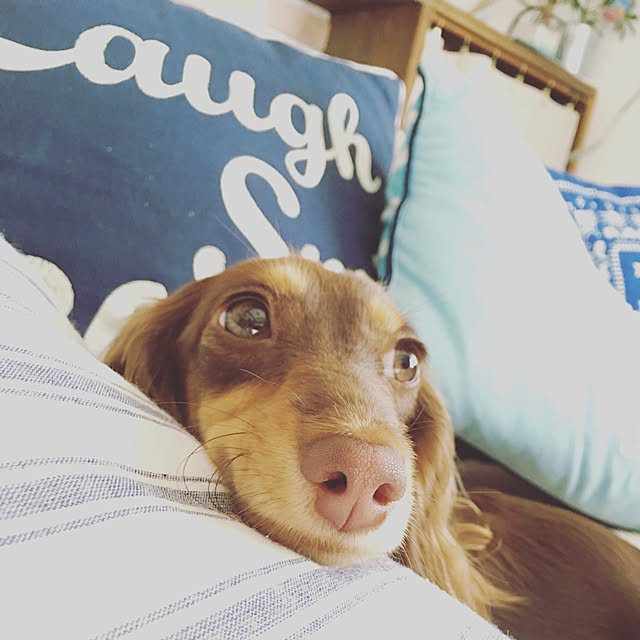 ivufuuさんの実例写真