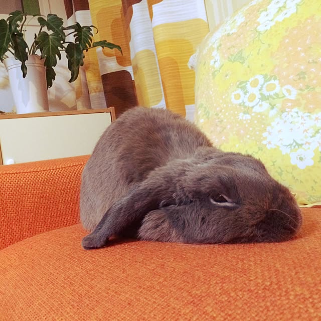 calminさんの実例写真