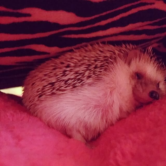 kuruさんの実例写真