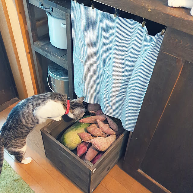 ichigo100さんの実例写真