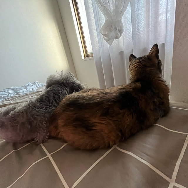 aikaさんの実例写真