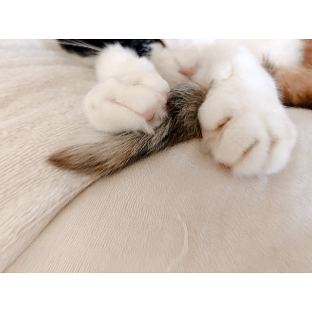 warashibeさんの実例写真