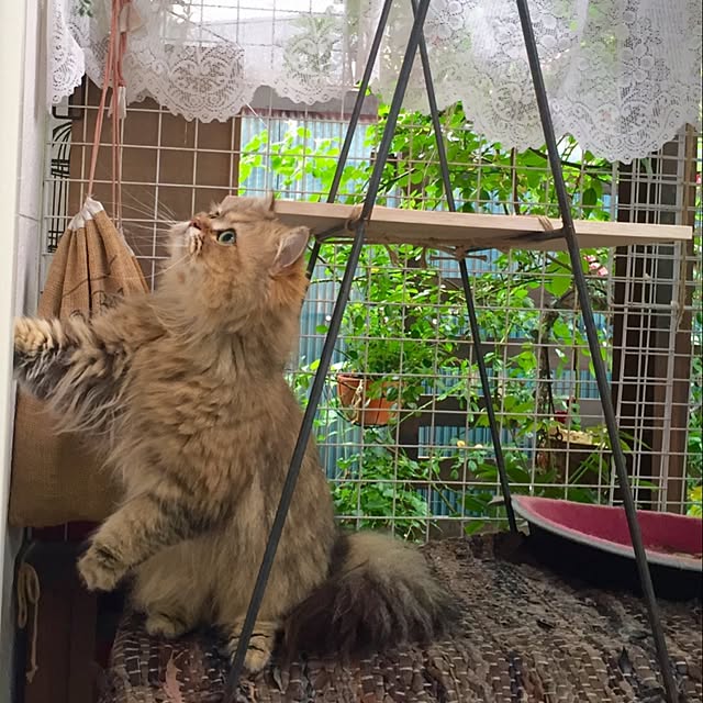 butachanさんの実例写真