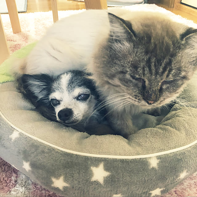 tommyさんの実例写真