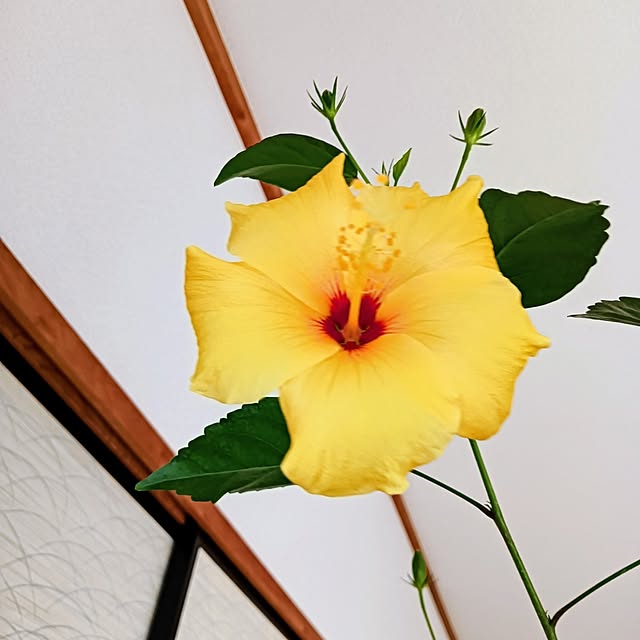 hanachanさんの部屋