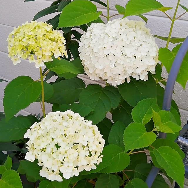 VERANDARJUNさんの実例写真