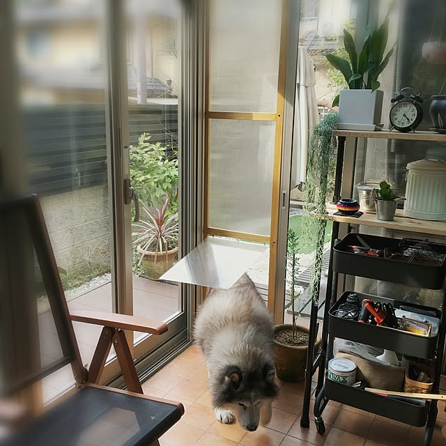 ladybug.さんの実例写真