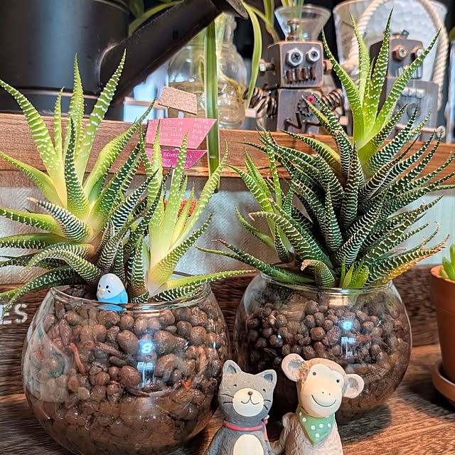 naoporonさんの部屋