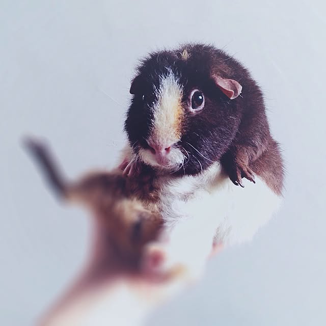 molmiyaさんの実例写真