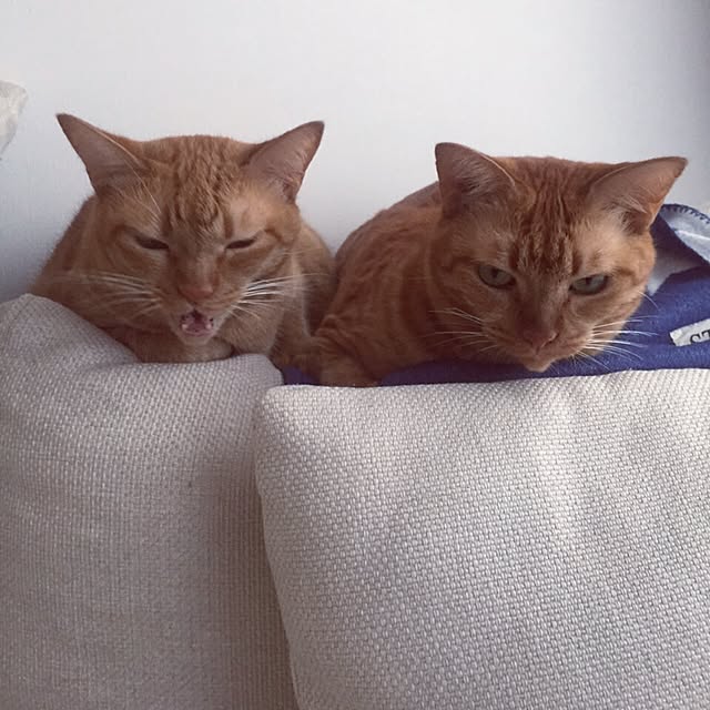 HRMLRさんの実例写真