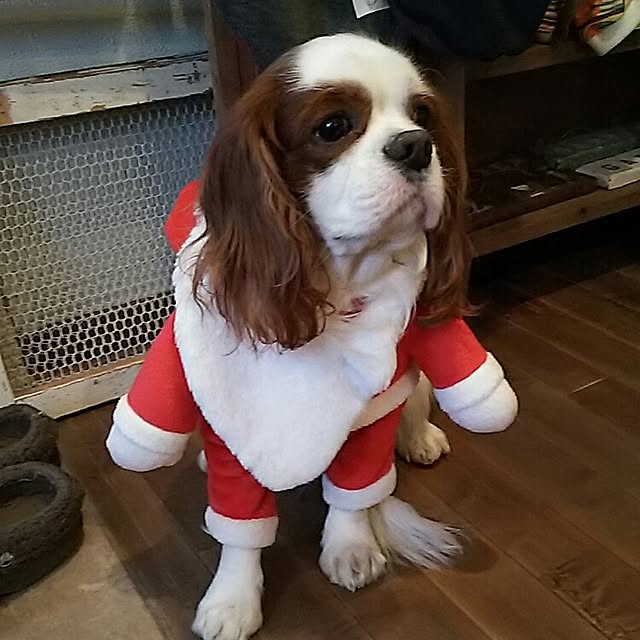 korikingさんの実例写真