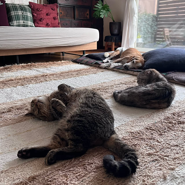 kuuさんの実例写真