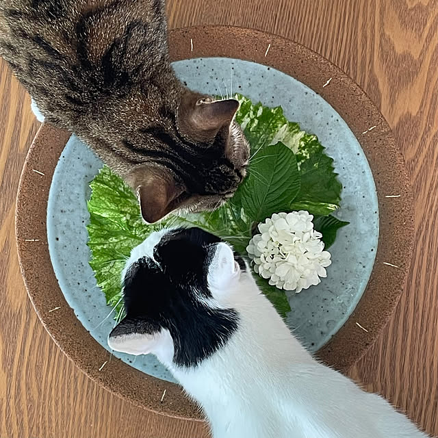 nobikoさんの部屋