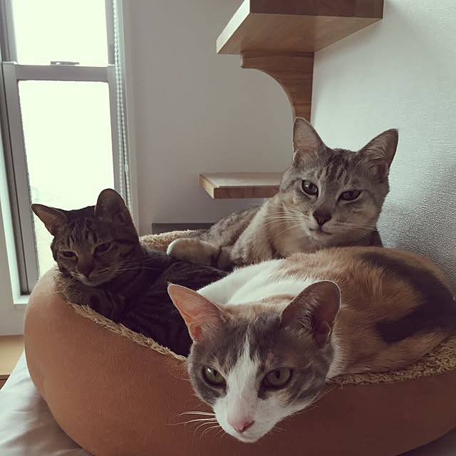Yoshieさんの実例写真