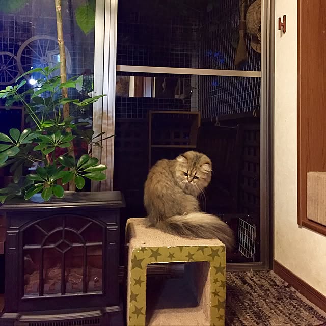 butachanさんの実例写真