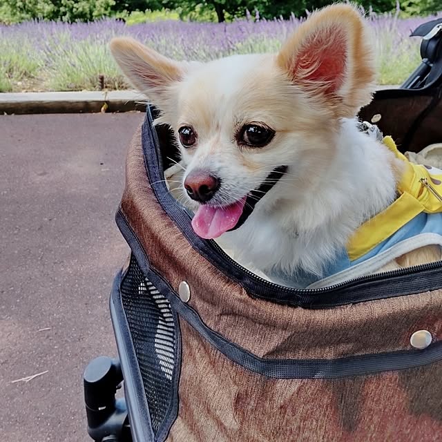 PAOさんの部屋
