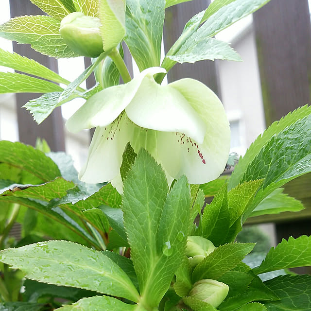 VIORAさんの実例写真