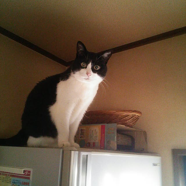 Tomopさんの実例写真