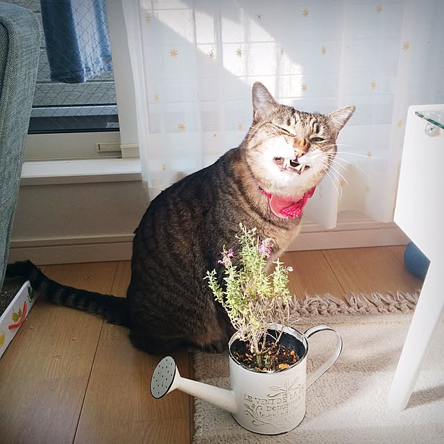 lovecatさんの実例写真