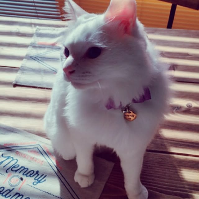 miSaさんの実例写真