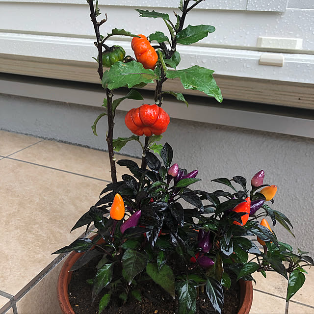 観葉植物/玄関/入り口のインテリア実例 - 2019-10-06 13:12:35