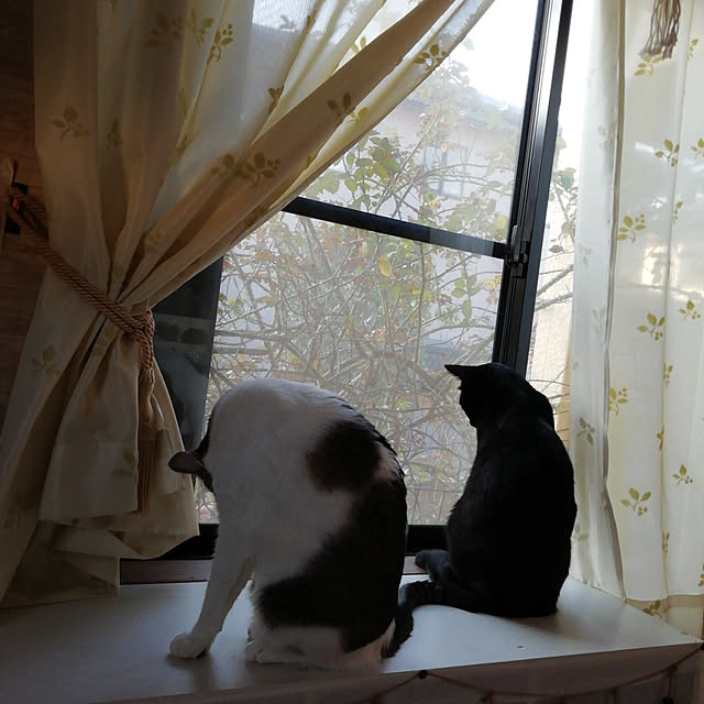 Tomopさんの実例写真