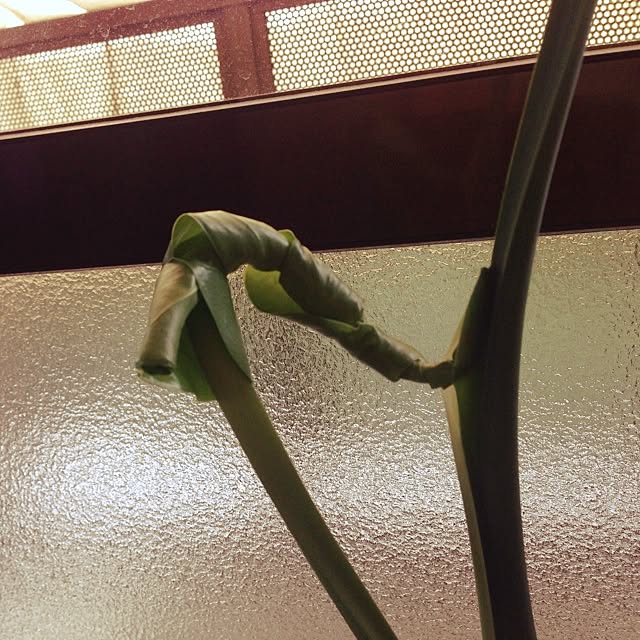 jnjnforesterさんの実例写真