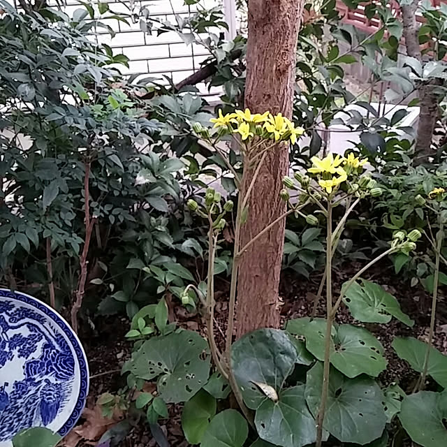 ruapyさんの実例写真