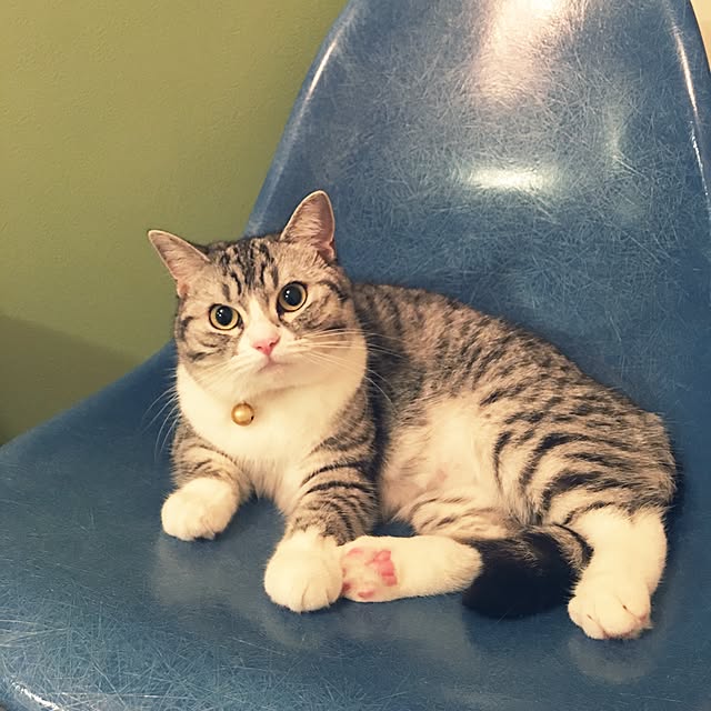 Shojiさんの実例写真