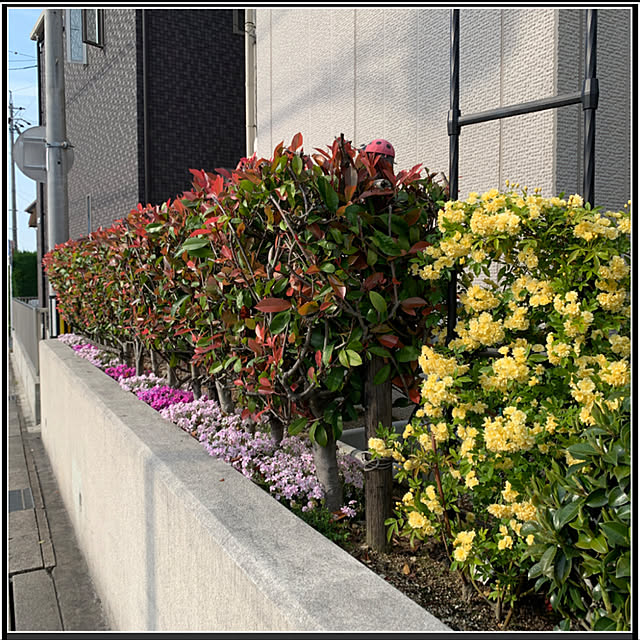 yukarin-gardenさんの実例写真