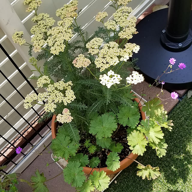 pinkpho050さんの実例写真