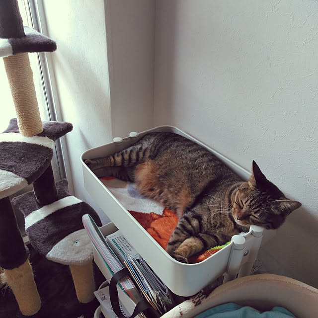 futukoのペティオ (Petio)-キャットタワー 猫タワー 据え置き型 ケージ ゲージ おしゃれ アドメイト Add.Mate 猫のおあそびポール お魚ファミリー ハイタイプ 室内の家具・インテリア写真