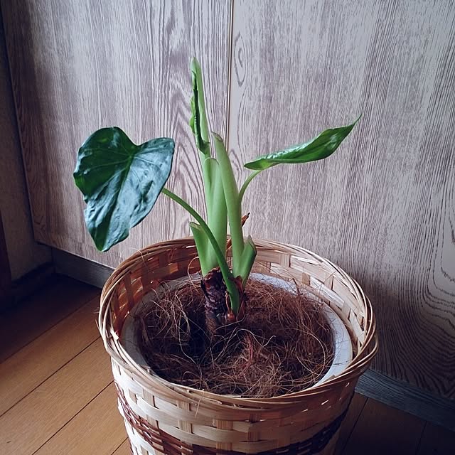 miporin0711さんの実例写真