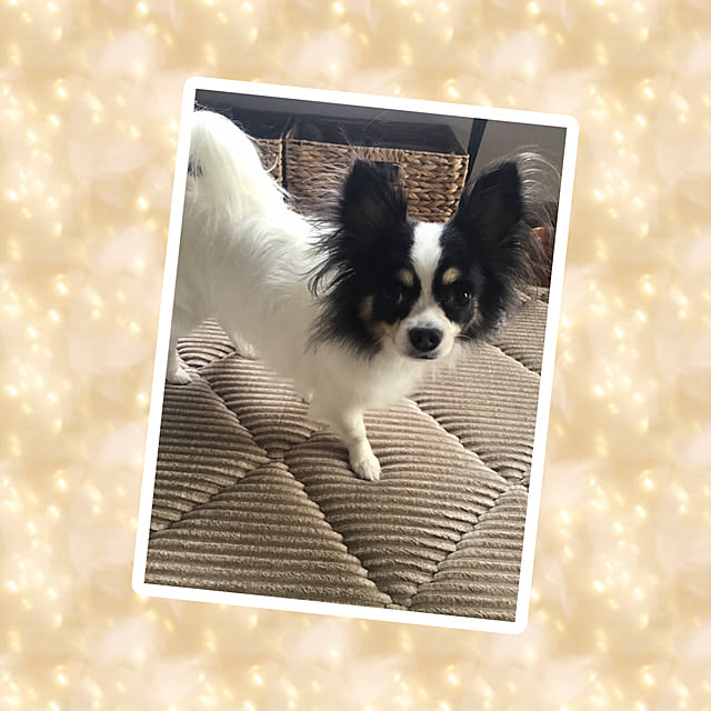 sakuさんの実例写真