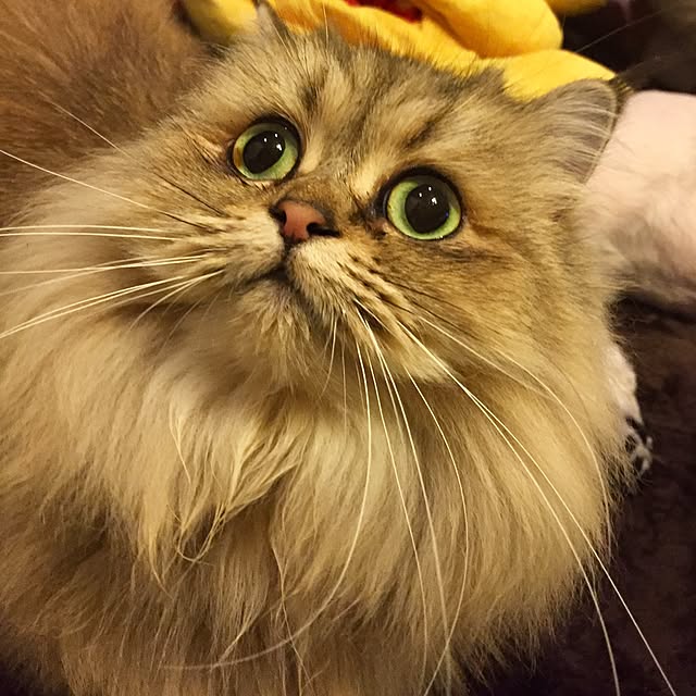 butachanさんの実例写真