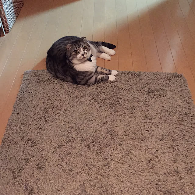 acoさんの実例写真