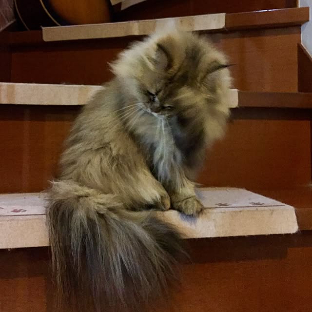 butachanさんの実例写真