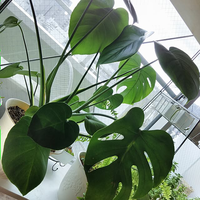 ami.majoさんの実例写真