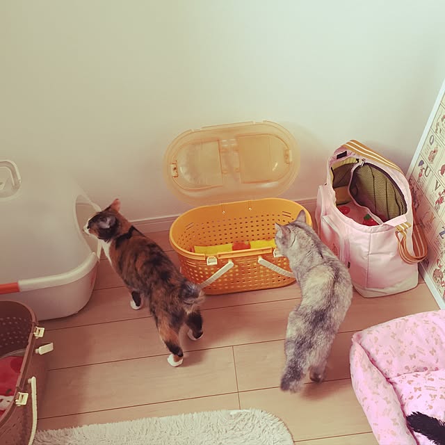 masumi0422さんの実例写真