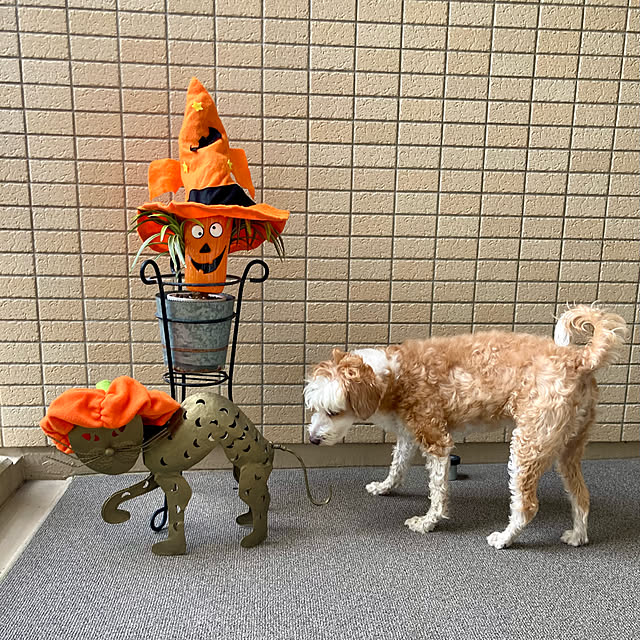 marukoさんの実例写真